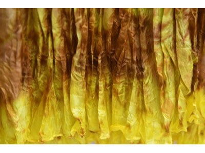 echte zijden krinkelsjaal, kanarigeel, donkerbruin, sepia